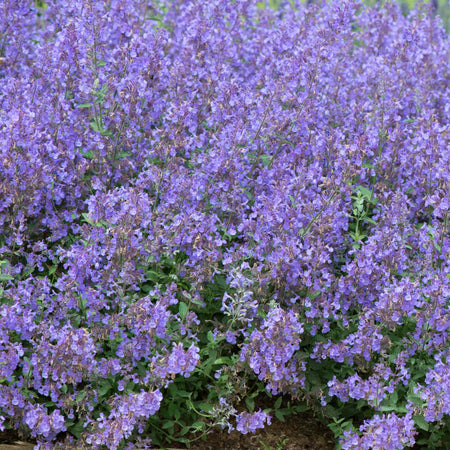 Nepeta 'Junior Walker'