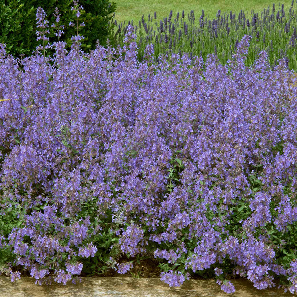 Nepeta 'Junior Walker'