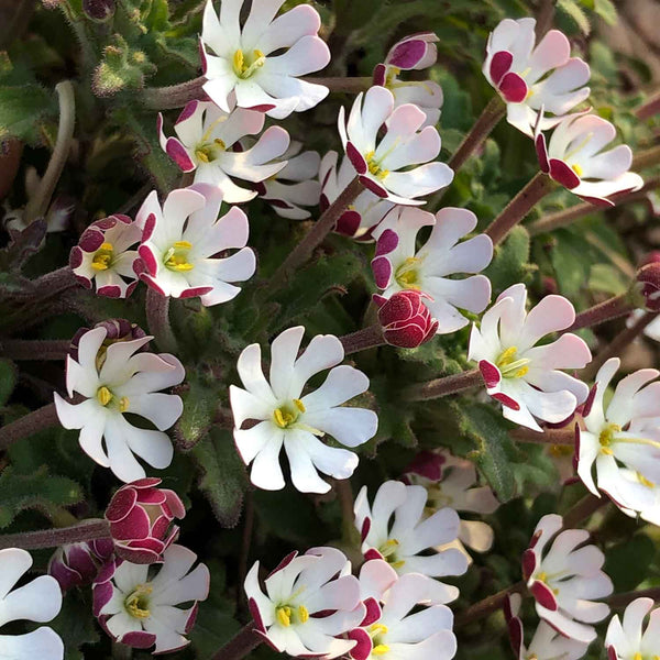 Zaluzianskya 'Star Balsam'