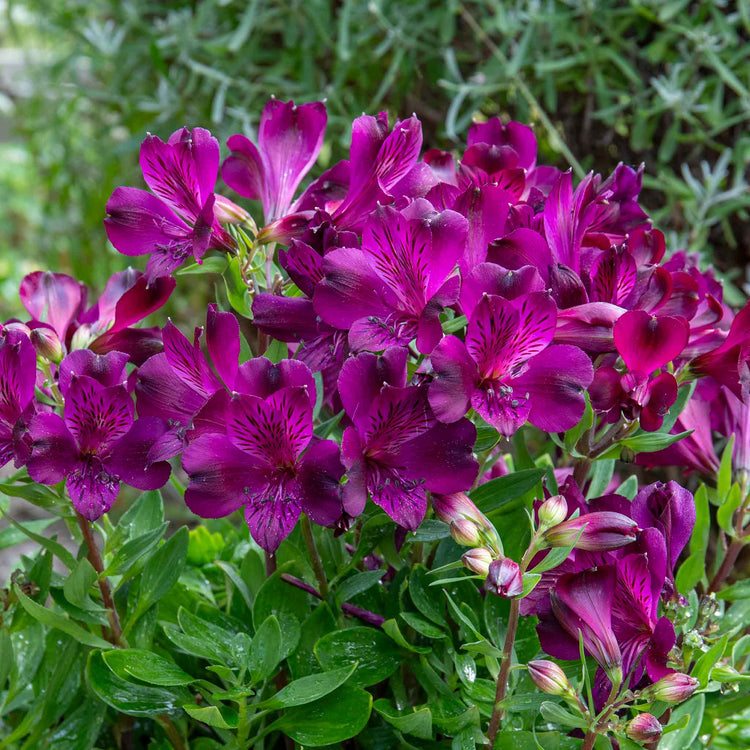 Alstroemeria 'Inticancha Paraiso'