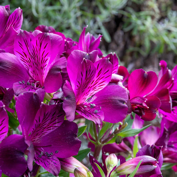 Alstroemeria 'Inticancha Paraiso'