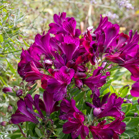 Alstroemeria 'Inticancha Paraiso'