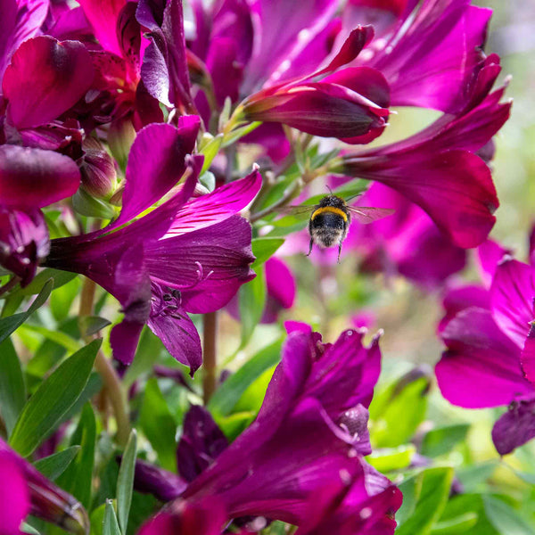 Alstroemeria 'Inticancha Paraiso'