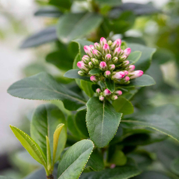 Escallonia Leavis 'Pink Elle'