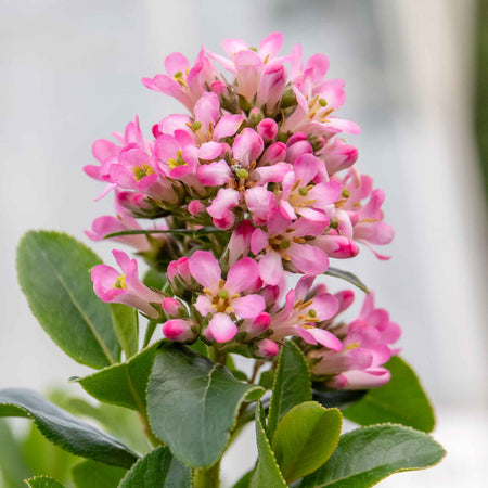 Escallonia Leavis 'Pink Elle'
