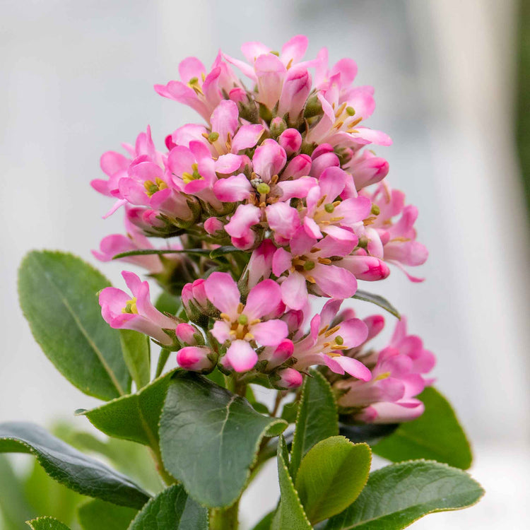 Escallonia Leavis 'Pink Elle'