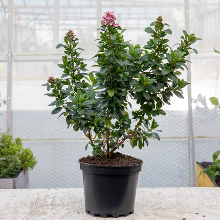 Escallonia Leavis 'Pink Elle'