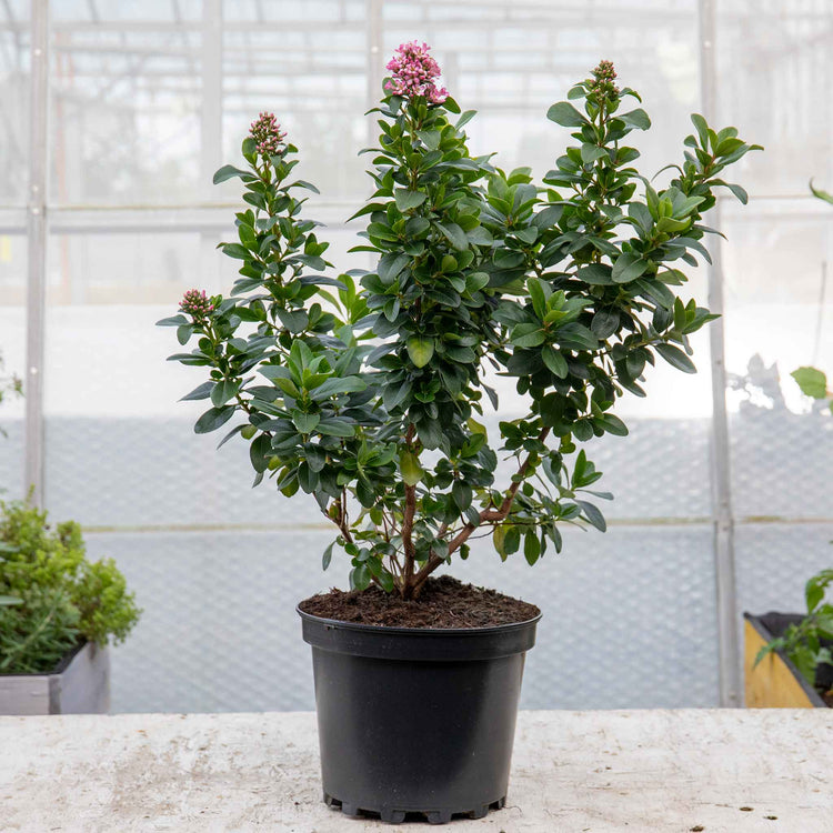 Escallonia Leavis 'Pink Elle'