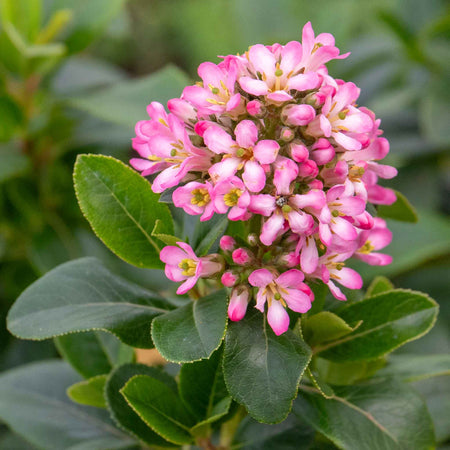 Escallonia Leavis 'Pink Elle'