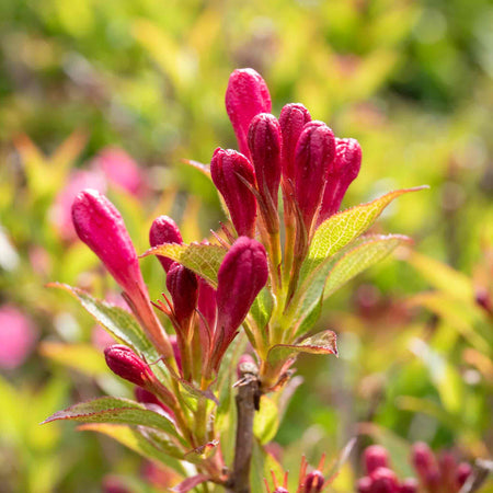 Weigela Picobella 'Rosa'