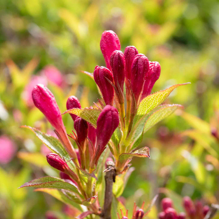 Weigela Picobella 'Rosa'