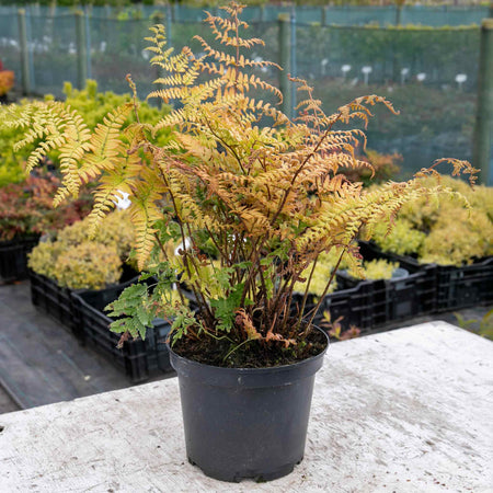 Japanese Shield Fern Plant