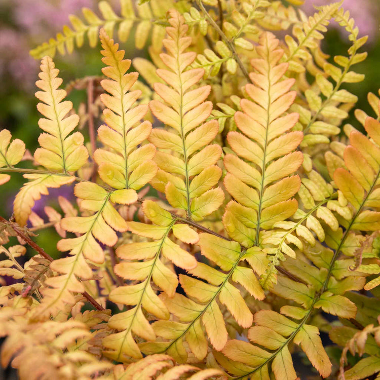 Japanese Shield Fern Plant