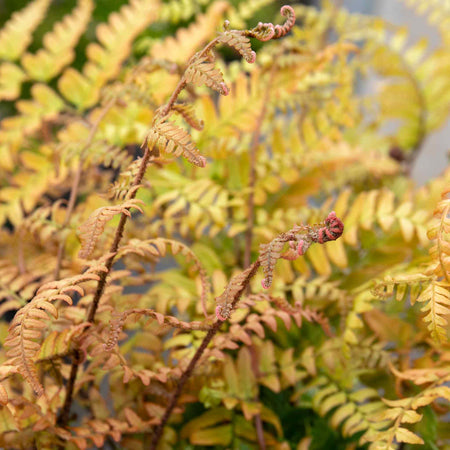 Japanese Shield Fern Plant