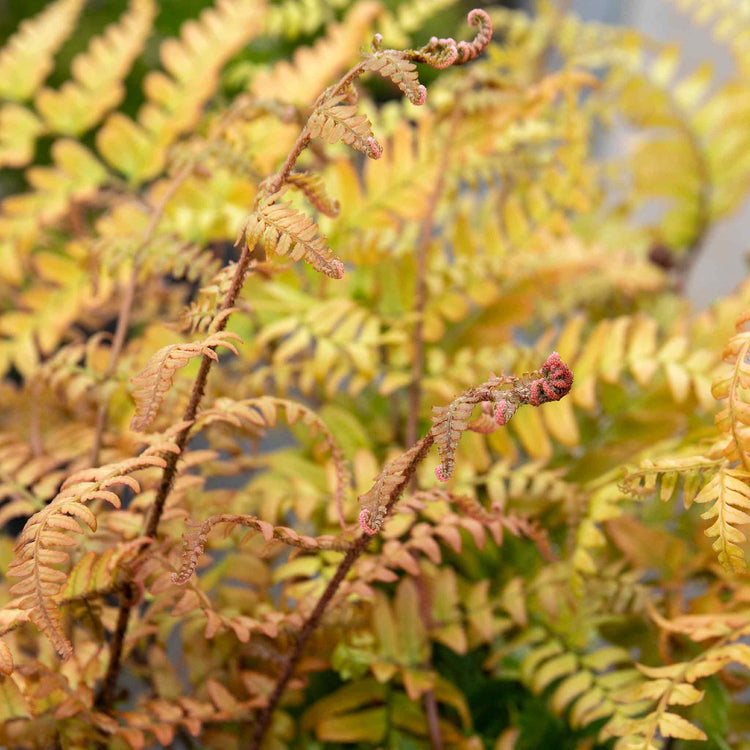 Japanese Shield Fern Plant