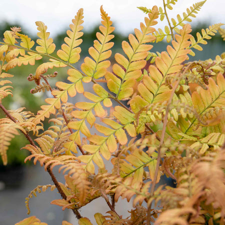 Japanese Shield Fern Plant