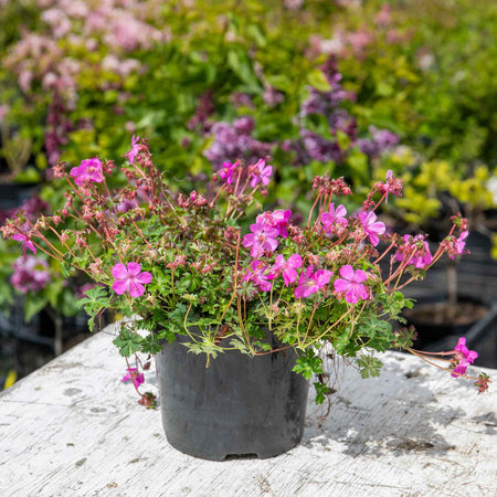 Geranium 'Intense'