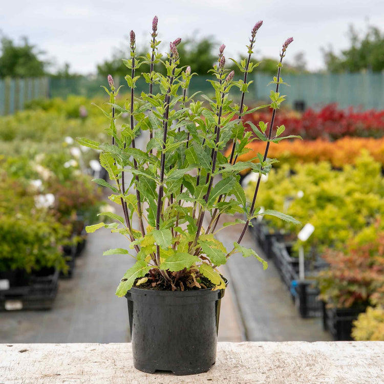 Salvia 'Nemorosa Caradonna'
