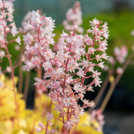 Heucherella 'Eye Spy'