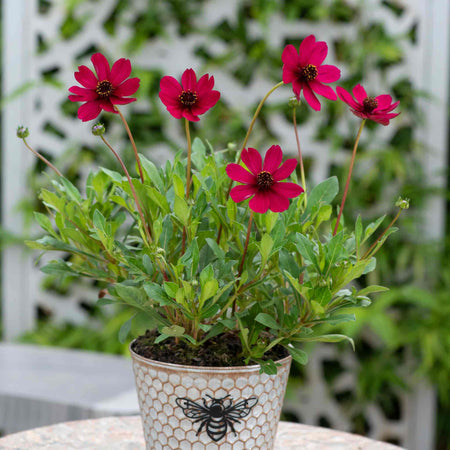 Cosmos 'Cherry Chocolate'