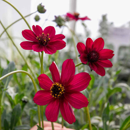 Cosmos 'Cherry Chocolate'