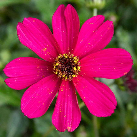 Cosmos 'Cherry Chocolate'