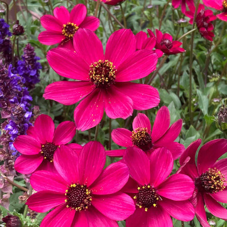 Cosmos 'Cherry Chocolate'