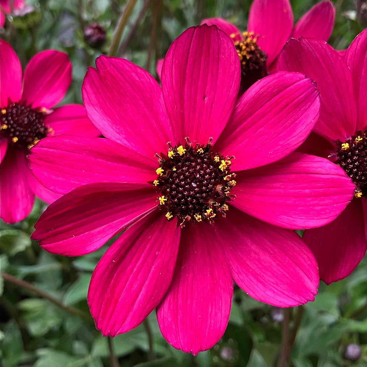 Cosmos 'Cherry Chocolate'