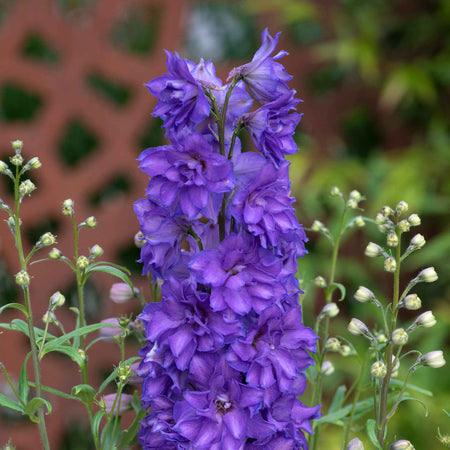 Delphinium 'Delgenius Breezin'