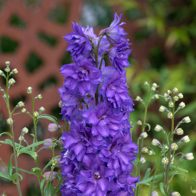 Delphinium 'Delgenius Breezin'