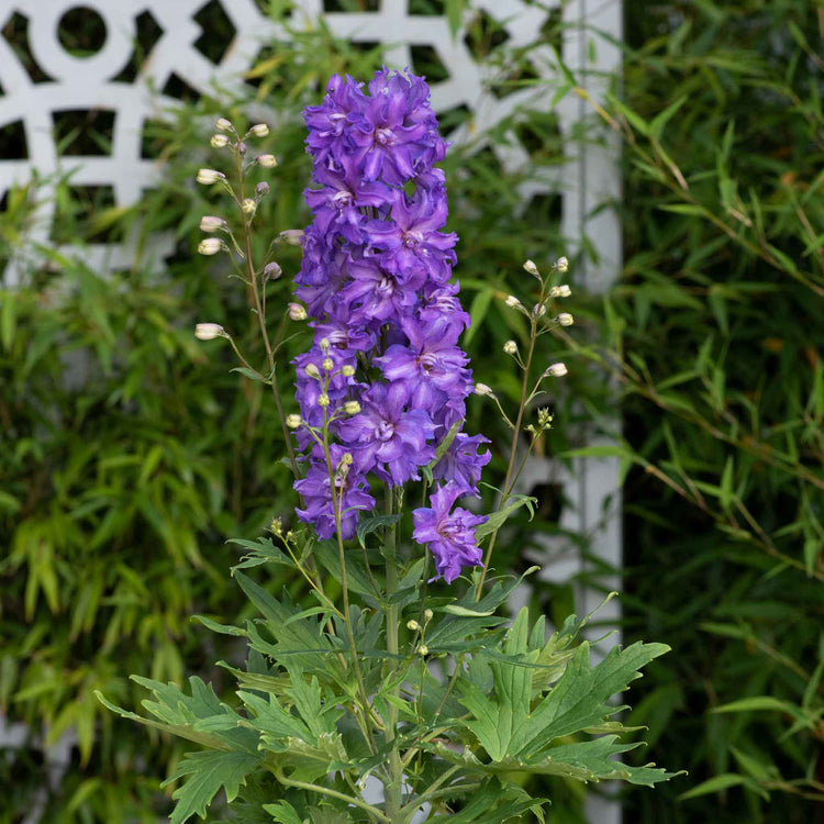 Delphinium 'Delgenius Breezin'