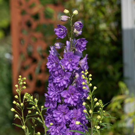 Delphinium 'Delgenius Breezin'