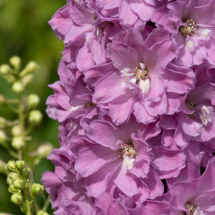 Delphinium 'Delgenius Juliette'