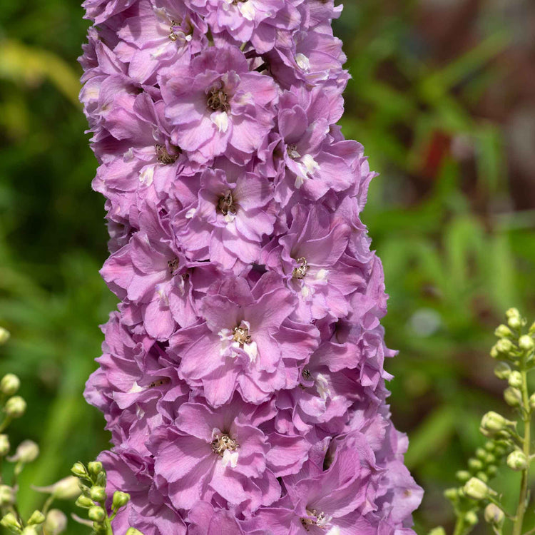 Delphinium 'Delgenius Juliette'
