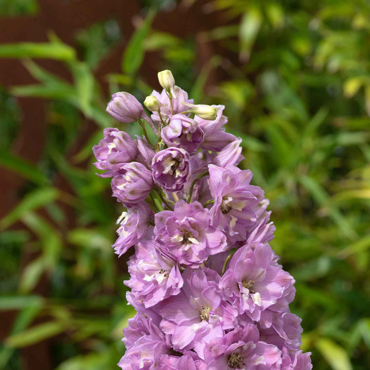 Delphinium 'Delgenius Juliette'