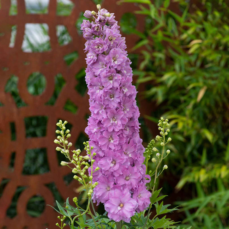 Delphinium 'Delgenius Juliette'