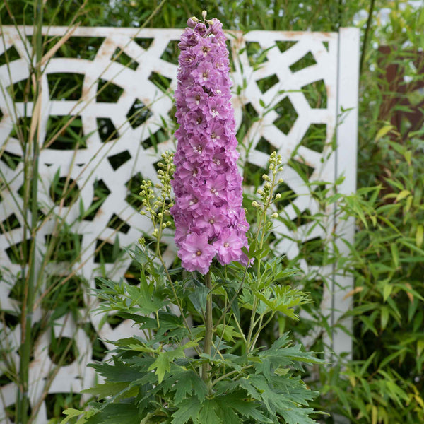 Delphinium 'Delgenius Juliette'