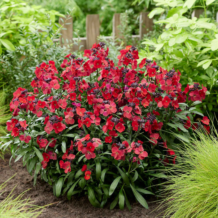 Erysimum 'Colour Vibe Red'