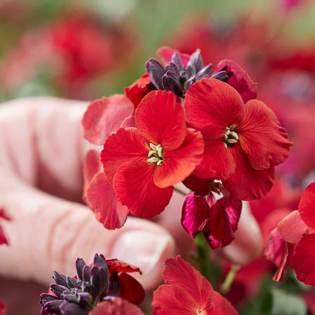Erysimum 'Colour Vibe Red'