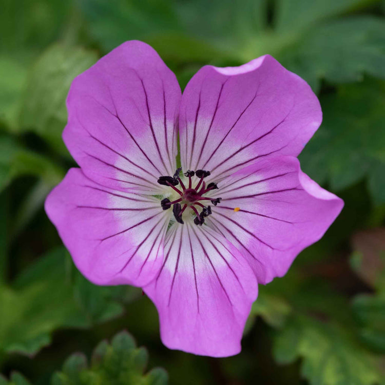 Geranium 'Kelly-Anne'