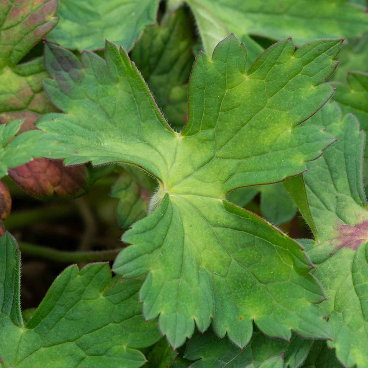 Geranium 'Kelly-Anne'