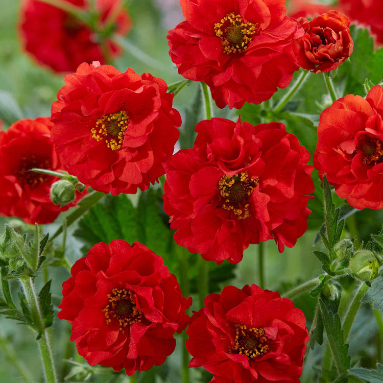 Geum 'Firestarter'