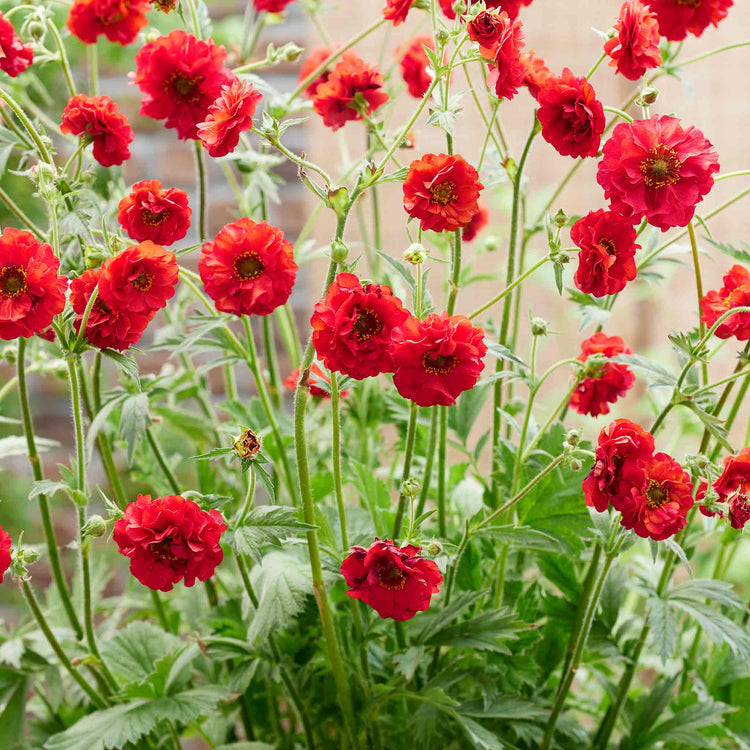 Geum 'Firestarter'
