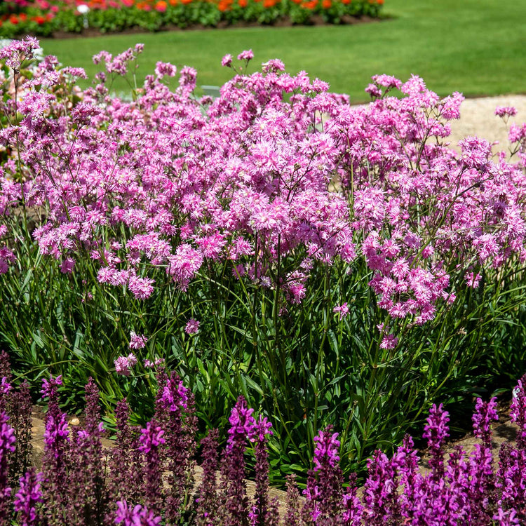 Lychnis 'Petite Jenny'