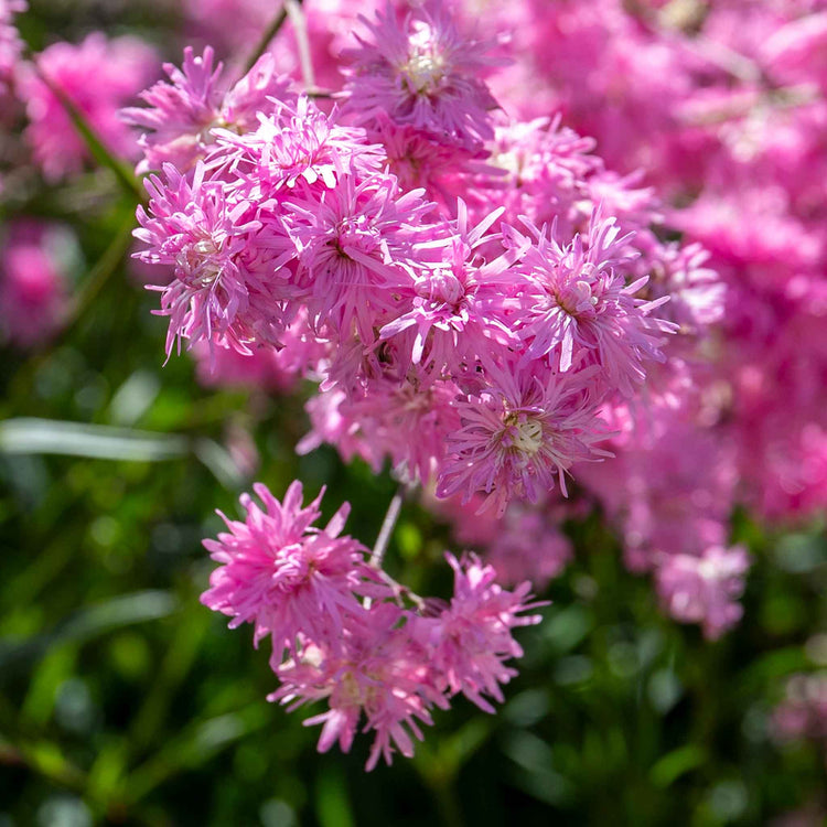 Lychnis 'Petite Jenny'