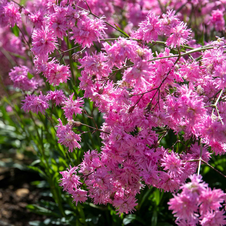 Lychnis 'Petite Jenny'