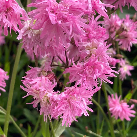 Lychnis 'Petite Jenny'