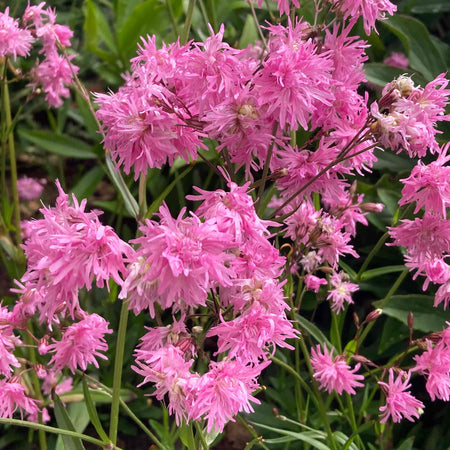 Lychnis 'Petite Jenny'