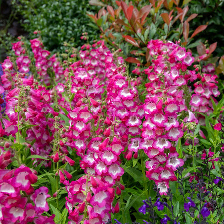 Penstemon 'Arabesque Orchid'