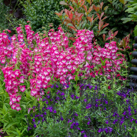 Penstemon 'Arabesque Orchid'